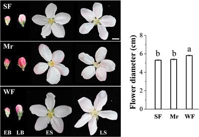 Volatile metabolome and floral transcriptome analyses reveal the volatile components of strongly fragrant progeny of Malus × robusta